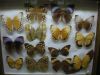 Wystawa motyli w Łebie
